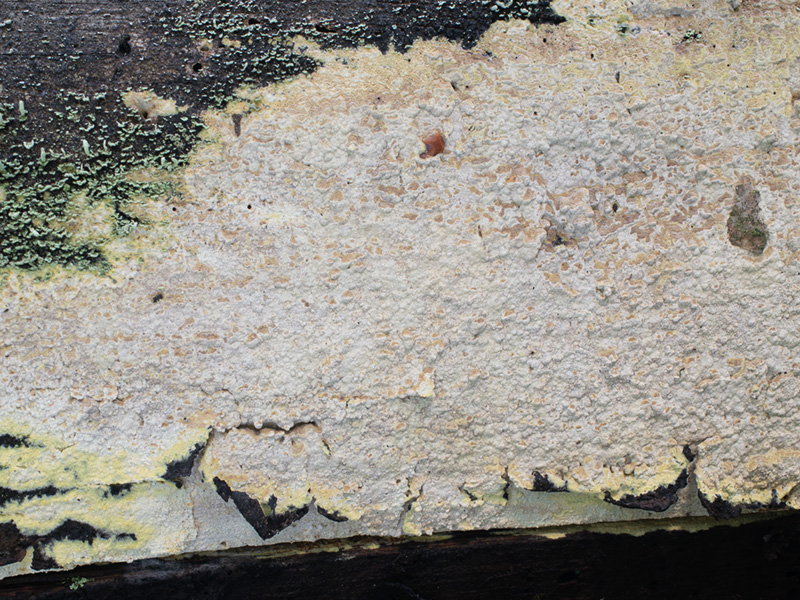 Amylocorticium canadense